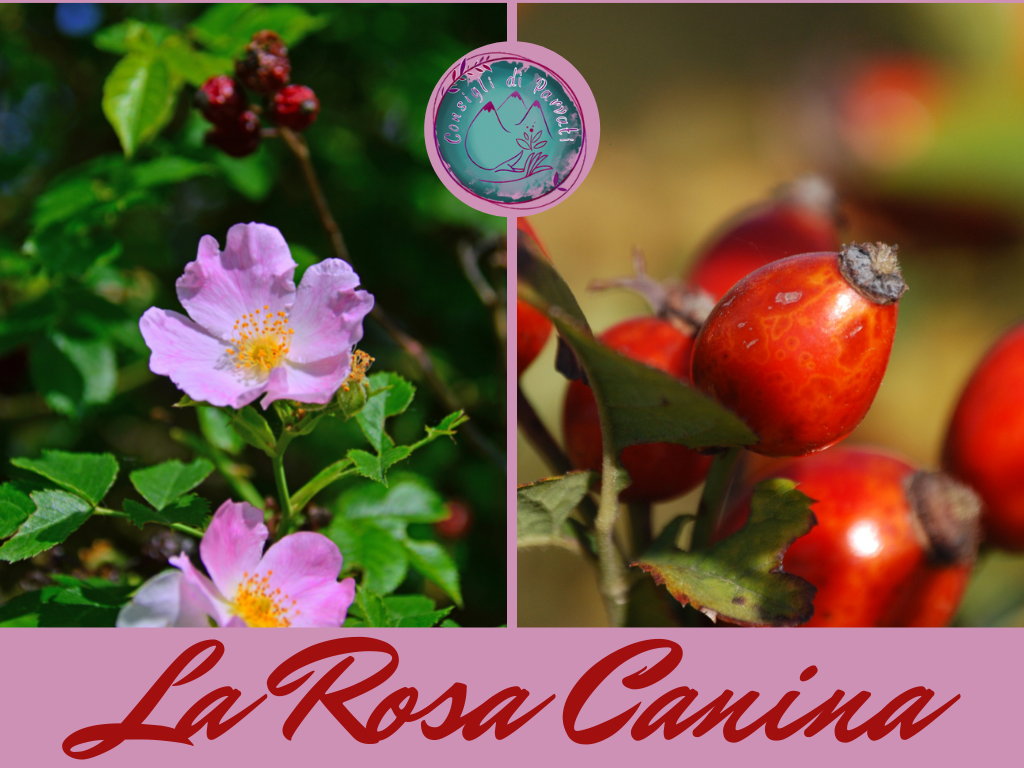Rosa Canina - consiglidiparvati.net