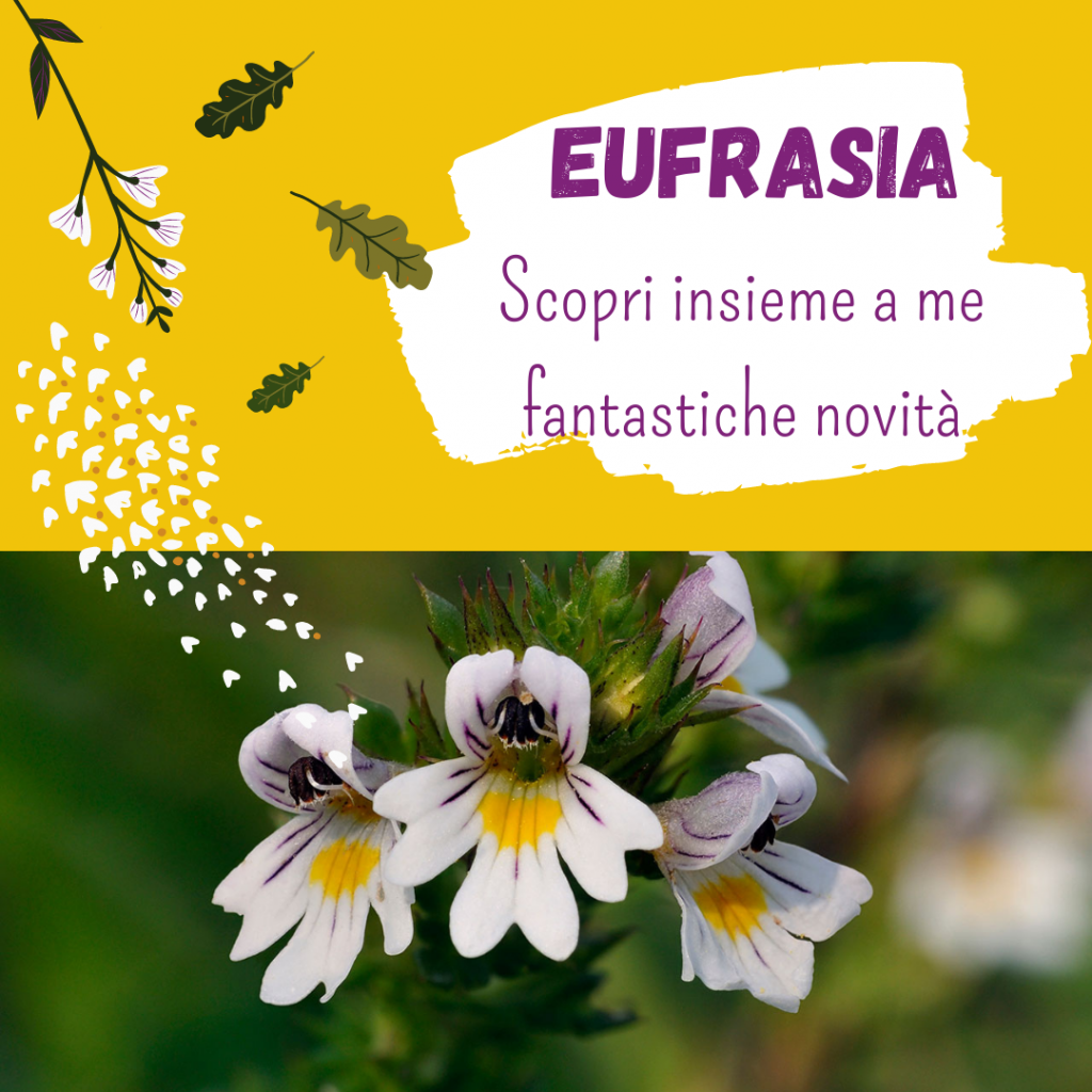 Eufrasia Sattva Natura - Consiglidiparvati.net
